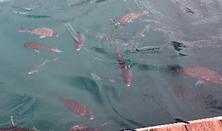 賢島フィッシュパーク海遊園03